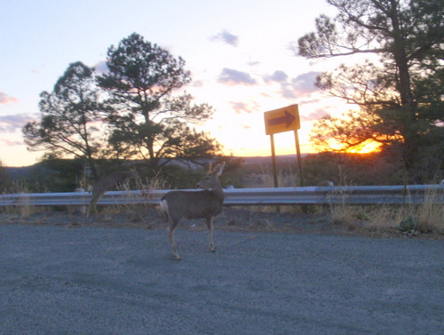 we see these deer when overlooking Lake Roberts.